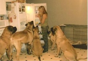 friggroupmastiffs2-391x271.jpg