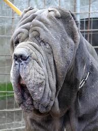 NeapolitanMastiff.jpg