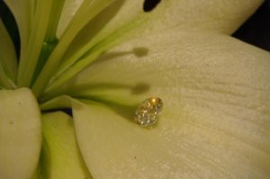 DSC07142rs.JPG