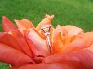 flowershot_3_sunset.jpg