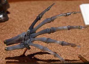 skelHand1604c.jpg