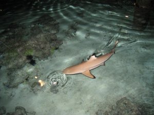 sharkbait.jpg