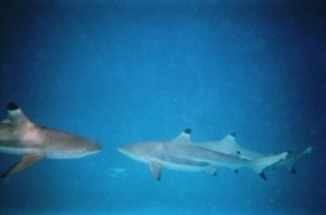 disp. cam- shark 1.JPG
