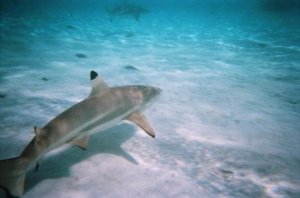 disp. cam- shark 2.JPG