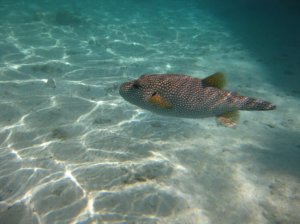 pufferfish.jpg