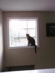 Monty in window.jpg