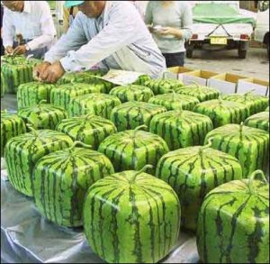 square-watermelon.jpg