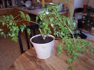 100_4138.JPG 100_4138.JPG