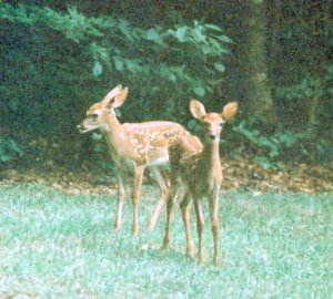 2babies.jpg