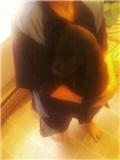 rescue puppy 2.jpg