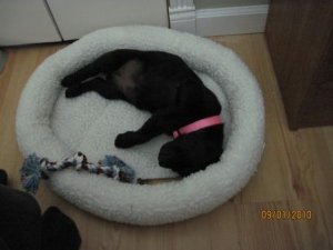 puppy with toys.jpg