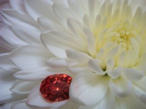 sunstone on a flower smudgy .jpg