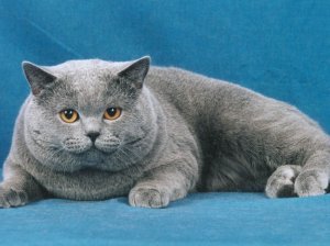 grey-cat-1.jpg