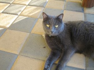 caspercat.jpg
