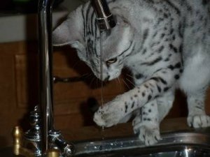water1.jpg