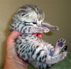 12days old.jpg