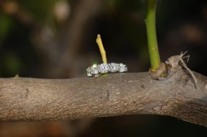 DSC_0834.JPG