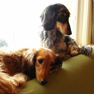 dreamerspuppies5.jpg