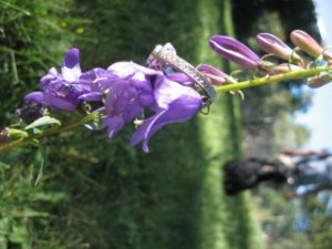 IMG_1823.JPG