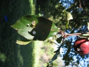 IMG_1832.JPG