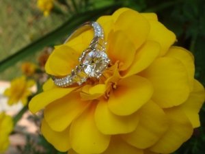 Yellow Flower with Ring.JPG