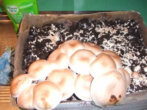 mushroomssss.JPG