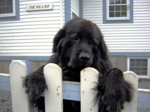 Newfoundland1.jpg