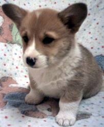 corgi1.jpg