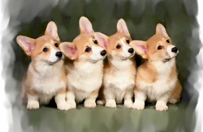 corgis2.jpg