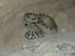 rattler.jpg