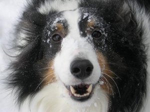 Nicky close up small.JPG