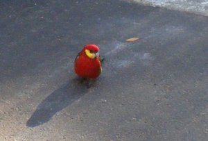 Another wild bird!.JPG