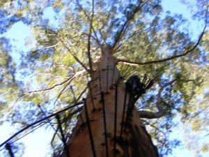 Climbing Trees the Ozzie Way!.JPG
