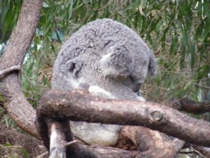 Sleeping Koala.JPG