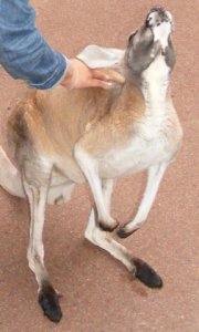 Stroking a Roo.JPG