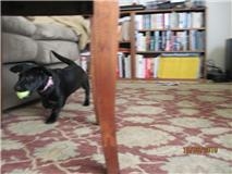 Millie and her ball.jpg
