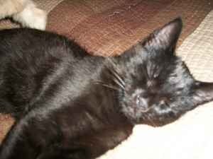 licorice1.jpg