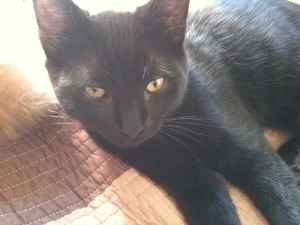 licorice2.jpg