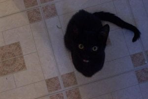 raven024365.jpg