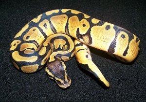 pastel ball python.jpg