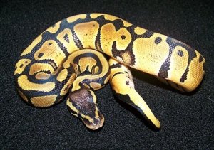 pastel ball python.jpg pastel ball python.jpg