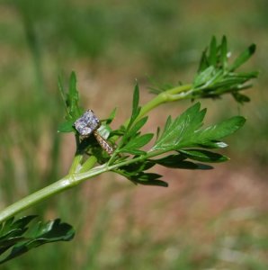Parsley.jpg Parsley.jpg