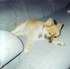 ruu-ruu.jpg
