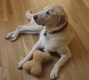 BiscuitAge9.jpg