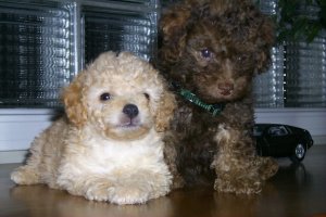 pups.jpg