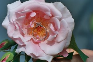 Lucida & rose.JPG