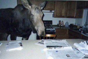 Kitchen_Moose.jpg
