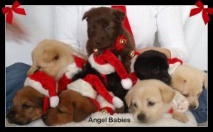 pampered pet babies.jpg