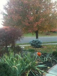 fall colors 4567.jpg