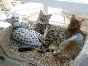 3amigos.jpg